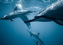 邓超在姚基金慈善赛上篮被NBA球星库兹马飞天大帽 愣在原地4秒